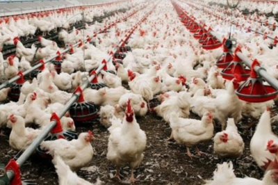 美国对澳大利亚家禽及副产品实施进口限制以应对禽流感疫情