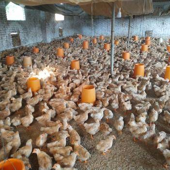 黄石墩农产品批发供应商——惠农网平台优势解析