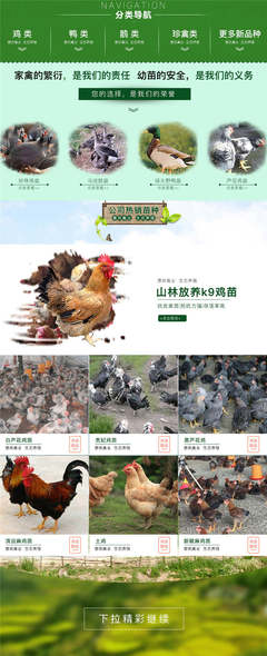 惠民禽业产品多样，红玉鸡苗价格解析