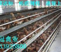 柃蜜优享电商平台 主推本地特色农产品与家禽特产