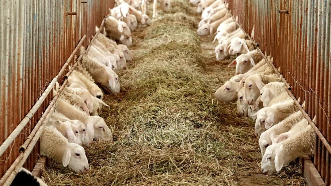 中国方便速食第一大省,究竟还有多少&ldquo;国货之光&rdquo;?