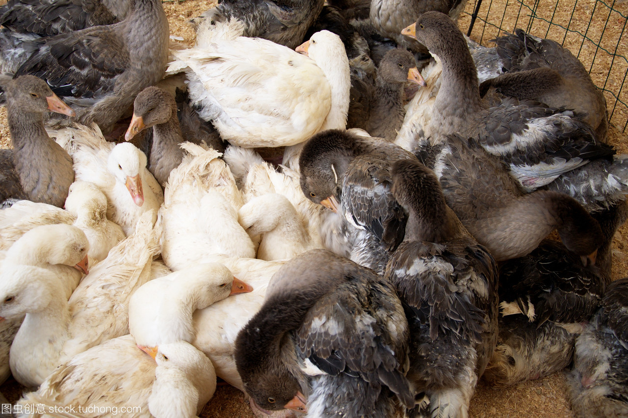 纸箱里的农家乐 当幼鸟遇见春耕