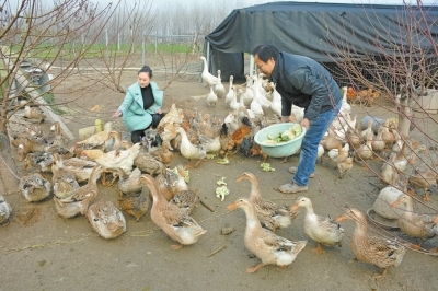 林下养殖焕新机，商水县家禽产业效益高