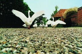 绍兴特产家禽 舌尖上的江南风情