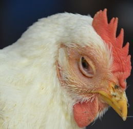 家禽大肠杆菌感染与农产品安全 类型、风险与管理