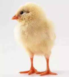 中国家禽供应历史性低迷对国际农产品市场行情的提振效应