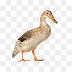 家禽图库大全 免费下载PNG素材尽在千库网